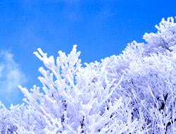 樹木に白い氷がついている写真